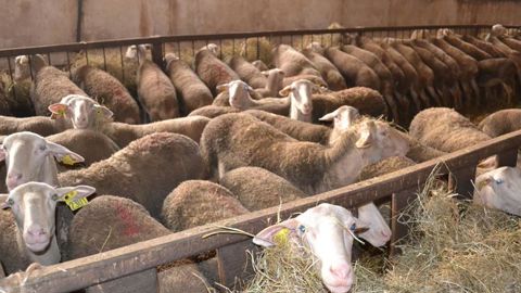 Réorganisation autour du lait de brebis Réorganisation autour du lait de brebis