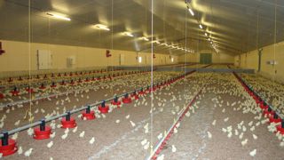 Les marges des aviculteurs baissent dans une année chahutée Les marges des aviculteurs baissent dans une année chahutée