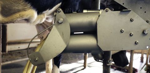 Les quatre tuyaux à lait reposent sur un bras appelé actuateur, qui les met en mouvement pour stimuler la mamelle à la manière de la tétée d’un veau… (voir la photo ci-après) © G. Baron