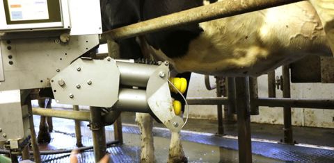 Lorsqu’une vache entre dans son box de traite, la machine présente les gobelets à proximité de la mamelle et identifie l’animal. L’écran affiche l’évolution du débit de traite. © G. Baron