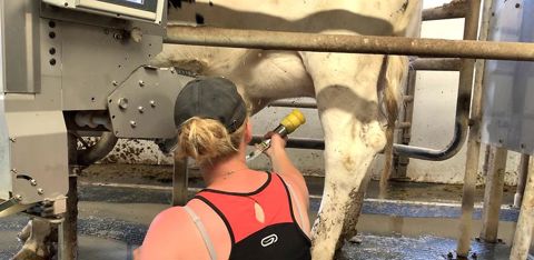 Chaque gobelet pèse moins de 400 g et se pose indépendamment des autres. Une main suffit et aucune force n’est requise. Brancher une vache est très intuitif avec ce système. © G. Baron