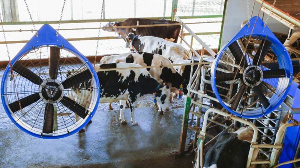 Une solution pour rafraîchir les vaches Une solution pour rafraîchir les vaches
