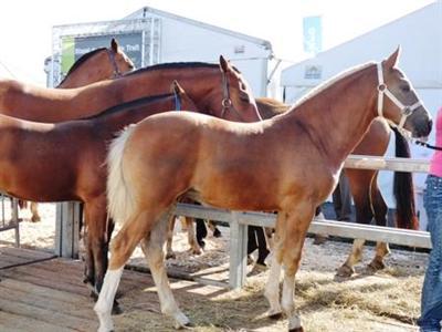 chevaux chine cheval