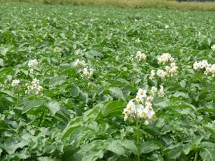 Basf lance un fongicide polyvalent sur pomme de terre.