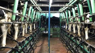 Le prix du lait a stagné en janvier Le prix du lait a stagné en janvier