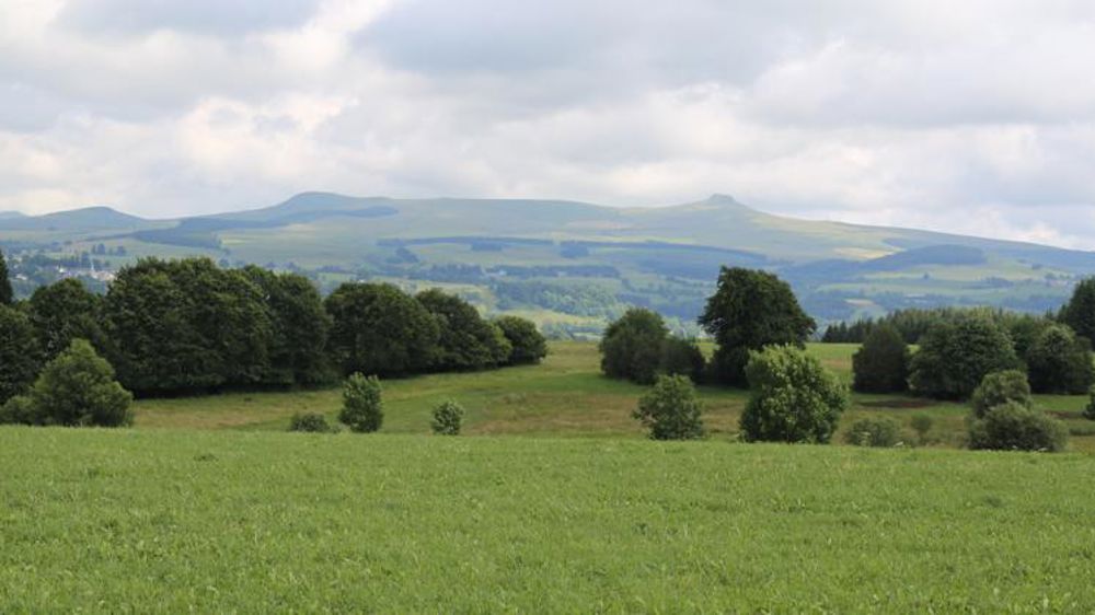 Une pousse de l’herbe dans la norme