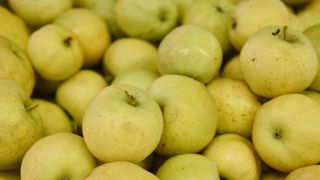 La production de pommes s’annonce en hausse La production de pommes s’annonce en hausse