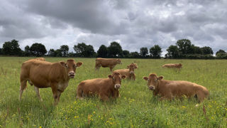 La proposition du Parlement européen permettra, entre autres, d'interdire l’importation en Europe de toute viande bovine qui ne serait pas garantie « zéro déforestation ». La proposition du Parlement européen permettra, entre autres, d'interdire l’importation en Europe de toute viande bovine qui ne serait pas garantie « zéro déforestation ».
