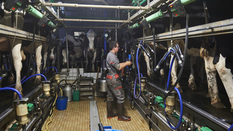 Entre juillet 2021 et juillet 2022, la collecte de lait a évolué de –0,2% Entre juillet 2021 et juillet 2022, la collecte de lait a évolué de –0,2%