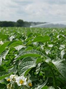 Irrigation de pommes de terre