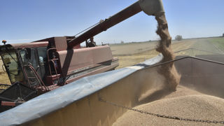 Sur les quelque 58 millions de tonnes en capacité de stockage en Ukraine, les Russes ont pris le contrôle de 6,24 millions et 2,25 millions ont été détruits. Sur les quelque 58 millions de tonnes en capacité de stockage en Ukraine, les Russes ont pris le contrôle de 6,24 millions et 2,25 millions ont été détruits.