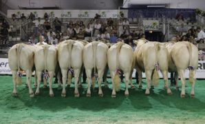 Sept femelles Grain d'excellence étaient présentées pour la vente bouchère organisée le mercredi 14 septembre 2022, au Space. Sept femelles Grain d'excellence étaient présentées pour la vente bouchère organisée le mercredi 14 septembre 2022, au Space.