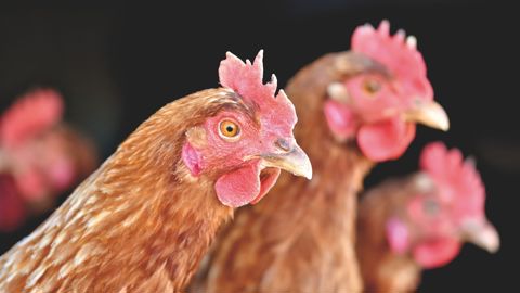 Dans l'Indre-et-Loire, un foyer d’influenza aviaire hautement pathogène a été confirmé dans un élevage de 36 000 volailles (image d'illustration). Dans l'Indre-et-Loire, un foyer d’influenza aviaire hautement pathogène a été confirmé dans un élevage de 36 000 volailles (image d'illustration).