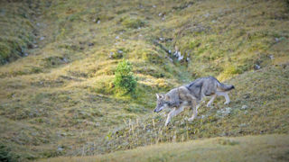En 2022, la Suisse dénombrait 180 loups, avec une croissance annuelle de la population de 30 %, selon l’Office fédéral de l’environnement (OFEV). En 2022, la Suisse dénombrait 180 loups, avec une croissance annuelle de la population de 30 %, selon l’Office fédéral de l’environnement (OFEV).