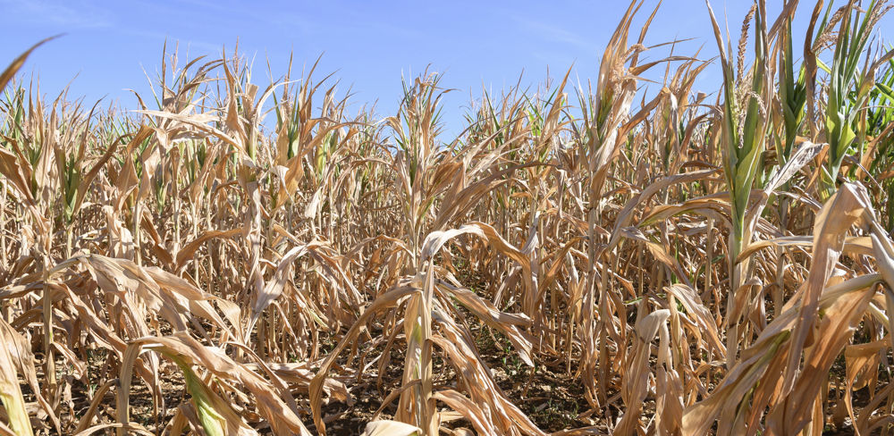 Le rendement du maïs grain atteindrait 6,39 t/ha, soit 4 % de moins que les prévisions du mois d'août et 19 % de moins par rapport à l'an dernier.