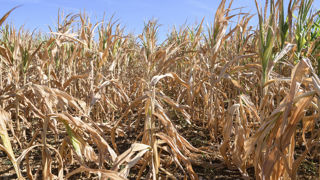 Le rendement du maïs grain atteindrait 6,39 t/ha, soit 4 % de moins que les prévisions du mois d'août et 19 % de moins par rapport à l'an dernier. Le rendement du maïs grain atteindrait 6,39 t/ha, soit 4 % de moins que les prévisions du mois d'août et 19 % de moins par rapport à l'an dernier.