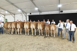 Le Gaec Camus Père et Fils (Haute-Vienne) a remporté le prix d’ensemble avec ce lot de sept animaux dont 2 taureaux et 5 femelles (2 suitées, 1 pleine). L’élevage Deshoulières (Corrèze) prend la seconde place. Au total, cinq lots étaient présentés. Le Gaec Camus Père et Fils (Haute-Vienne) a remporté le prix d’ensemble avec ce lot de sept animaux dont 2 taureaux et 5 femelles (2 suitées, 1 pleine). L’élevage Deshoulières (Corrèze) prend la seconde place. Au total, cinq lots étaient présentés.