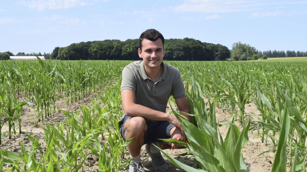 « Les variétés de cette année ont des dates de floraison proches, autour de 78 jours », note Jérôme Hervé, concernant ses maïs semences.