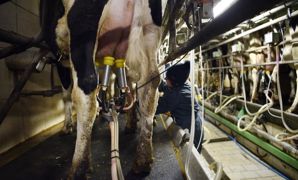 La FNPL accuse Sodiaal et Leclerc de ne pas respecter la loi pour protéger la rémunération des producteurs. La FNPL accuse Sodiaal et Leclerc de ne pas respecter la loi pour protéger la rémunération des producteurs.