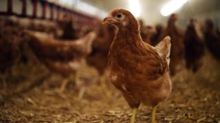 En 2022, les trois quarts des œufs vendus en magasin en France sont issus d'élevages alternatifs à la cage. En 2022, les trois quarts des œufs vendus en magasin en France sont issus d'élevages alternatifs à la cage.