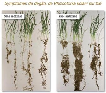 Bien que souvent sous-estimé et souvent confondu avec le piétin verse, le rhizoctone peut provoquer des pertes allant jusqu’à 30 q/ha.