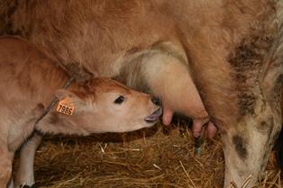 qualité maternelle lait viande bovin