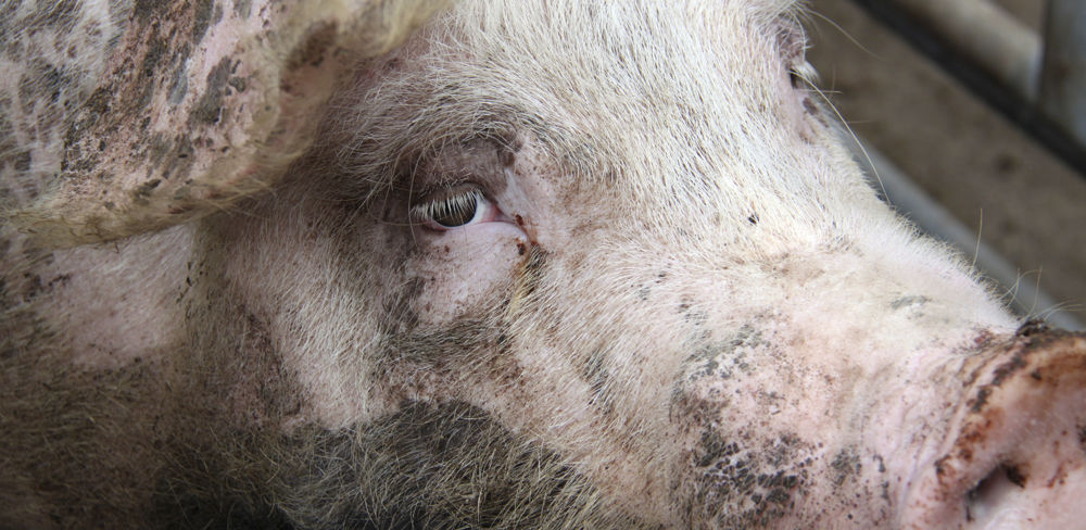 Une centaine de porcs sont morts à Evriguet dans l'accident du camion qui les transportait à l'abattoir.