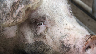 Une centaine de porcs sont morts à Evriguet dans l'accident du camion qui les transportait à l'abattoir. Une centaine de porcs sont morts à Evriguet dans l'accident du camion qui les transportait à l'abattoir.