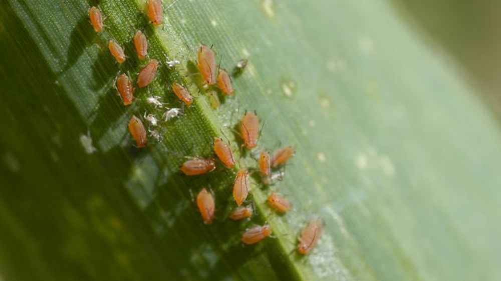Le miellat pourrait être un vecteur