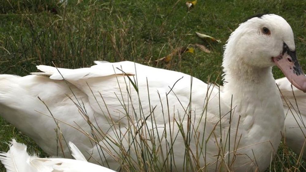 Les sites de l’éleveur de canards incriminé par L214 fermés