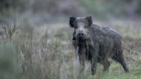 Que faire si son département n’est plus reconnu indemne ? Que faire si son département n’est plus reconnu indemne ?