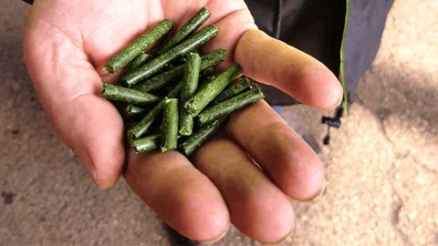 Désialis suspend ses ventes de pellets de luzerne standards Désialis suspend ses ventes de pellets de luzerne standards