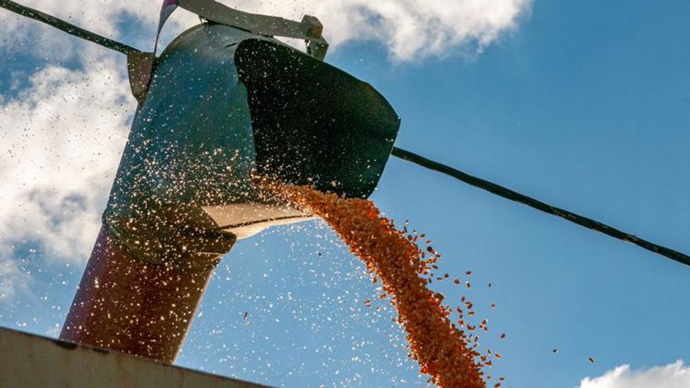 Des tensions sur l’offre mondiale de maïs et de blé