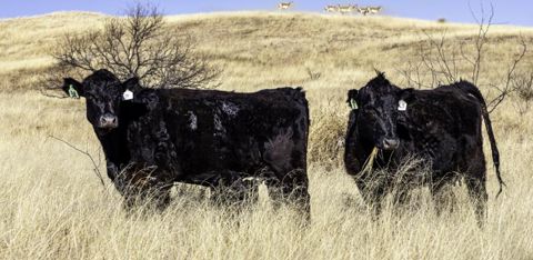 Ces allaitantes sont des black angus. L’éleveur les croise avec un charolais ou un hereford pour la conformation du futur bovin. © Jean-Paul Frétillet