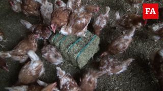 « La luzerne aide mes poules à s’adapter au confinement » (Vidéo) « La luzerne aide mes poules à s’adapter au confinement » (Vidéo)