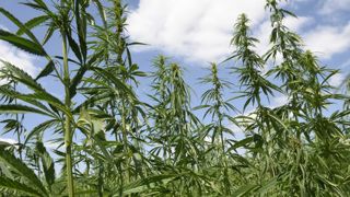 Les producteurs de CBD perdent, mais attaquent à nouveau Les producteurs de CBD perdent, mais attaquent à nouveau