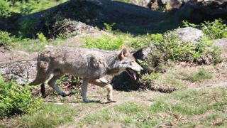 Le Tarn et la Haute-Vienne cherchent comment vivre avec le loup Le Tarn et la Haute-Vienne cherchent comment vivre avec le loup