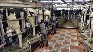 La collecte de lait s’est à nouveau repliée en novembre La collecte de lait s’est à nouveau repliée en novembre