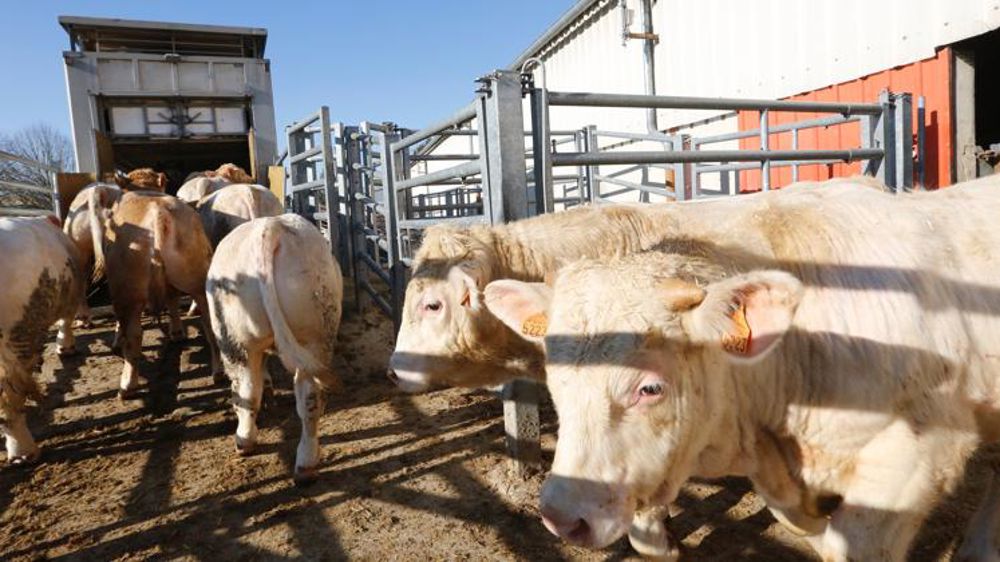 Les députés appellent à « intensifier les efforts » sur le transport en vif