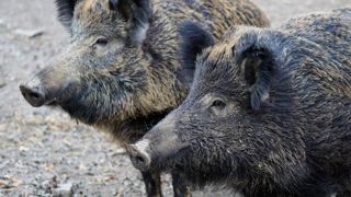 Les chasseurs doivent indemniser seuls les dégâts de gibier Les chasseurs doivent indemniser seuls les dégâts de gibier