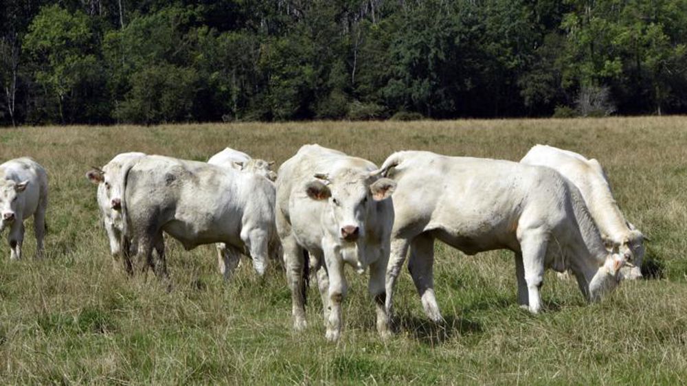 Les exportations de broutards orientées à la baisse en 2022