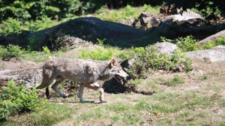 La Coordination rurale soutient son adhérent « exaspéré » par les loups La Coordination rurale soutient son adhérent « exaspéré » par les loups