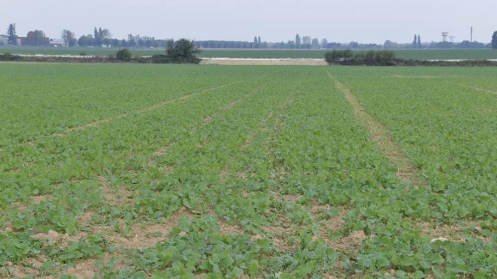 Des pistes sont à l’étude pour remplacer le phosmet