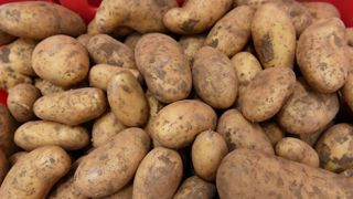 Hausse des contrats de pommes de terre de 25 à 40 €/t Hausse des contrats de pommes de terre de 25 à 40 €/t