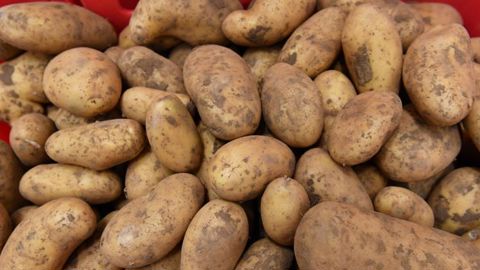 Hausse des contrats de pommes de terre de 25 à 40 €/t Hausse des contrats de pommes de terre de 25 à 40 €/t