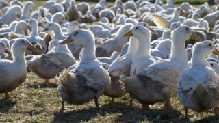 2,9 millions de volailles abattues contre la grippe aviaire 2,9 millions de volailles abattues contre la grippe aviaire
