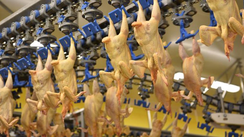 Les importations de poulets en hausse de 37 % en novembre