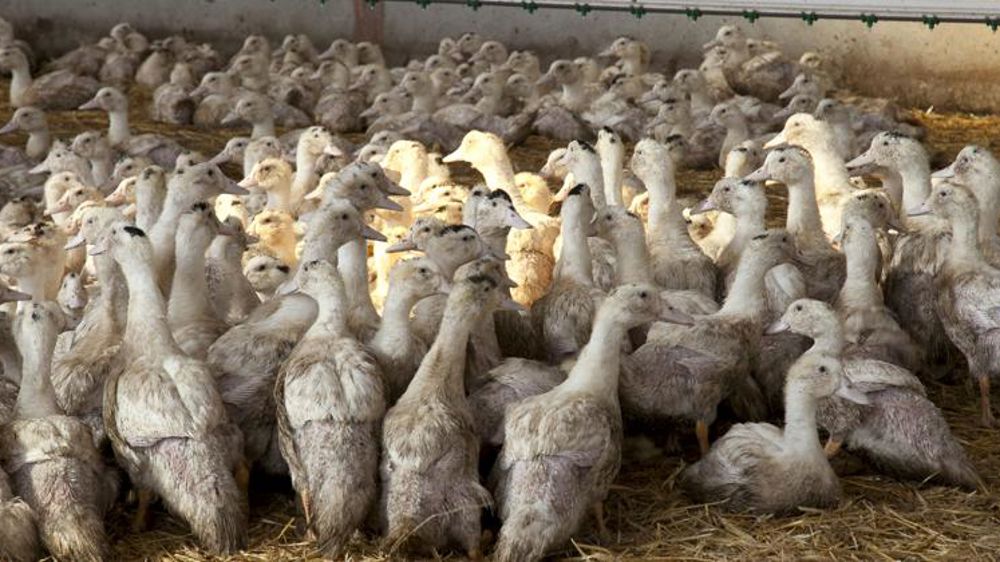 Le vide sanitaire régional contre la grippe aviaire touche à sa fin