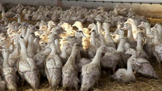 Le vide sanitaire régional contre la grippe aviaire touche à sa fin Le vide sanitaire régional contre la grippe aviaire touche à sa fin