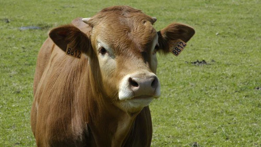 Les exportations de broutards ont progressé en novembre